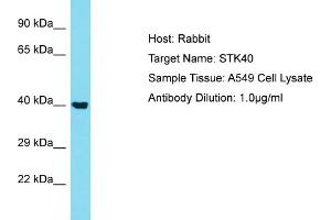 Host: Rabbit Target Name: STK40 Sample Type: A549 Whole Cell lysates Antibody Dilution: 1. (STK40 antibody  (N-Term))