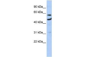 Western Blotting (WB) image for anti-CCR4-NOT Transcription Complex, Subunit 6 (CNOT6) antibody (ABIN2458534)