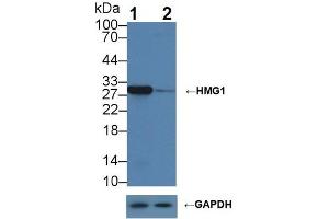 Western blot analysis of (1) Wild-type HepG2 cell lysate, and (2) HMG1 knockout HepG2 cell lysate, using Rabbit Anti-Mouse HMG1 Antibody (1 µg/ml) and HRP-conjugated Goat Anti-Mouse antibody ( (HMGB1 antibody  (AA 1-215))