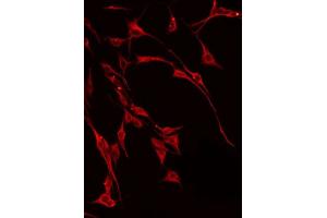 ABIN6275136 staining Hela by IF/ICC. (FUT3 antibody  (Internal Region))