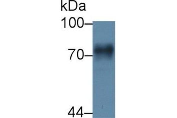 Prothrombin Fragment 1+2 antibody  (AA 44-323)