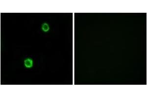 Immunofluorescence analysis of MCF7 cells, using CST1 Antibody. (CST1 antibody  (AA 31-80))