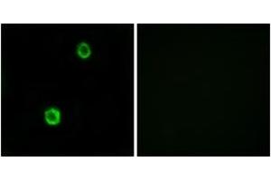 Immunofluorescence analysis of MCF7 cells, using CST1 Antibody.