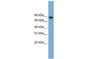 WB Suggested Anti-EXOC8 Antibody Titration: 0. (EXOC8 antibody  (N-Term))