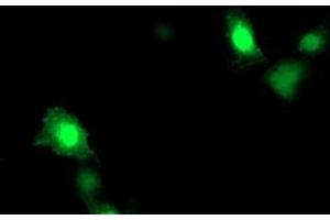 Anti-ARL11 mouse monoclonal antibody (ABIN2455271) immunofluorescent staining of COS7 cells transiently transfected by pCMV6-ENTRY ARL11 (RC203868). (ARL11 antibody)