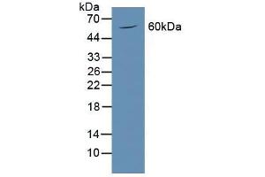 Figure. (PODXL antibody  (AA 220-431))