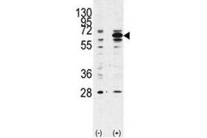 Western blot analysis of Beclin 1 antibody and 293 lysate transiently transfected with the BECN1 gene (2ug/lane). (Beclin 1 antibody  (AA 181-210))