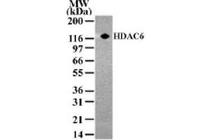 HDAC6 pAb tested by Western blot. (HDAC6 antibody  (AA 1-16))