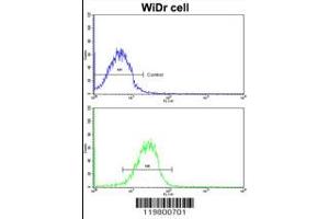 Flow cytometric analysis of MDA-231 cells using CLUAP1 antibody (bottom histogram) compared to a negative control cell (top histogram). (CLUAP1 antibody  (C-Term))