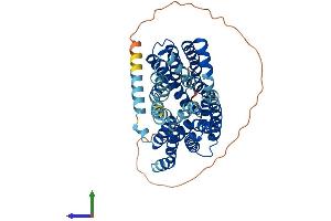 AlphaFold protein structure predicition of Human Recombinant SLC16A4 Protein, UniprotID O15374