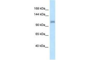 ZFR antibody  (N-Term)