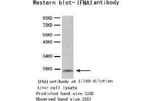 Western Blotting (WB) image for anti-Interferon, alpha 1 (IFNA1) antibody (ABIN1873146) (IFNA1 antibody)