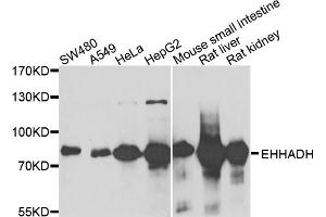 Western blot analysis of extracts of various cell lines, using EHHADH antibody (ABIN1980240) at 1:1000 dilution. (EHHADH antibody)