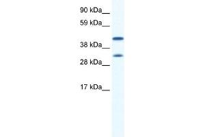 GJA1 antibody used at 0. (Connexin 43/GJA1 antibody  (N-Term))