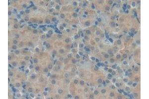 beta Defensin 1 antibody  (AA 22-69)