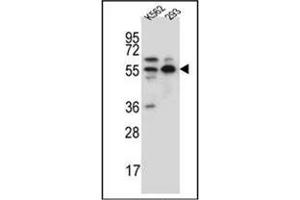 Western blot analysis of APPBP1 Antibody (Center) in K562,293 cell line lysates (35ug/lane). (NAE1 antibody  (Middle Region))