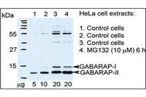 Autophagy GABARAP Antibody (N-term) Cat. (GABARAP antibody  (N-Term))