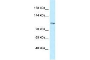 Image no. 1 for anti-Glutamate Receptor, Ionotropic, Kainate 5 (GRIK5) (AA 244-293) antibody (ABIN6747718) (GRIK5 antibody  (AA 244-293))