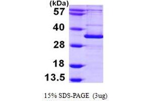 SDS-PAGE (SDS) image for ATG5 Autophagy Related 5 (ATG5) (AA 1-275) protein (His tag) (ABIN667343)
