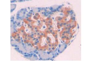 IHC-P analysis of Rat Pancreas Tissue, with DAB staining.