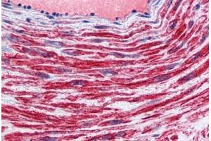 Anti-TFPI antibody IHC staining of human vessel. (TFPI antibody  (AA 29-44))
