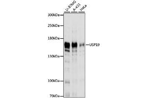 Western blot analysis of extracts of various cell lines, using USP19 antibody. (USP19 antibody)