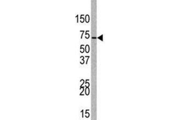 EZH1 antibody  (AA 393-422)