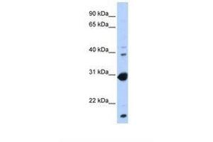 Image no. 1 for anti-Nuclear Receptor Subfamily 0, Group B, Member 2 (NR0B2) (AA 146-195) antibody (ABIN6737786)