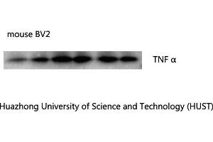 Western Blotting (WB) image for anti-Tumor Necrosis Factor alpha (TNF alpha) antibody (ABIN3188056)