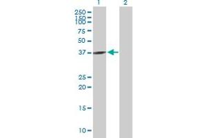 Western Blot analysis of GNAQ expression in transfected 293T cell line by GNAQ MaxPab polyclonal antibody. (GNAQ antibody  (AA 1-359))