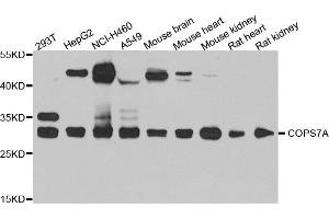 Western blot analysis of extracts of various cell lines, using COPS7A antibody. (COPS7A antibody)
