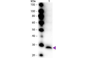 Western Blot of Peroxidase conjugated Rabbit Anti-Trypsinogen primary antibody. (Trypsinogen antibody  (HRP))