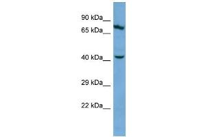 Western Blotting (WB) image for anti-Keratin 83 (KRT83) (Middle Region) antibody (ABIN2786188) (KRT83 antibody  (Middle Region))