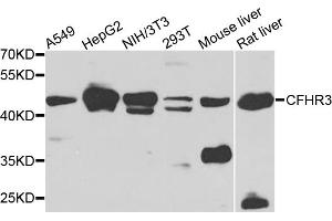 Western blot analysis of extracts of various cell lines, using CFHR3 antibody (ABIN5975725) at 1/1000 dilution. (CFHR3 antibody)