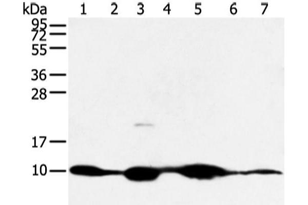COX7C antibody
