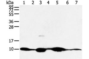 Western blot analysis of Mouse muscle and human fetal muscle tissue mouse heart tissue and PC3 cell mouse kidney and small intestines tissue 231 cell using COX7C Polyclonal Antibody at dilution of 1:300 (COX7C antibody)