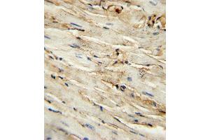 C antibody (Center ) (ABIN389408 and ABIN2839496) immunohistochemistry analysis in formalin fixed and paraffin embedded mouse heart tissue followed by peroxidase conjugation of the secondary antibody and DAB staining. (Endoglin antibody  (AA 380-409))