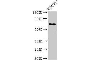 Western Blot Positive WB detected in: NIH/3T3 whole cell lysate All lanes: ZMYND11 antibody at 3 μg/mL Secondary Goat polyclonal to rabbit IgG at 1/50000 dilution Predicted band size: 71, 65, 67, 61 kDa Observed band size: 71 kDa (ZMYND11 antibody  (AA 363-513))