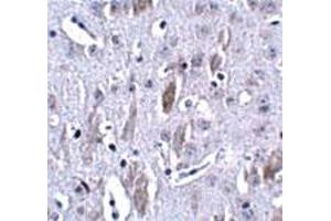 Immunohistochemical staining of mouse brain tissue with 2. (IL16 antibody  (N-Term))