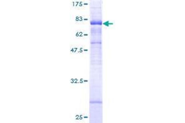 STARD3 Protein (AA 1-445) (GST tag)