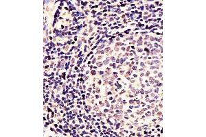 (ABIN391430 and ABIN2841422) staining EN1 in Human tonsil tissue sections by Immunohistochemistry (IHC-P - paraformaldehyde-fixed, paraffin-embedded sections). (EN1 antibody  (N-Term))