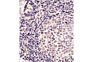 (ABIN391430 and ABIN2841422) staining EN1 in Human tonsil tissue sections by Immunohistochemistry (IHC-P - paraformaldehyde-fixed, paraffin-embedded sections). (EN1 antibody  (N-Term))
