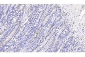 Detection of IL8 in Canine Small intestine Tissue using Polyclonal Antibody to Interleukin 8 (IL8) (IL-8 antibody  (AA 23-101))
