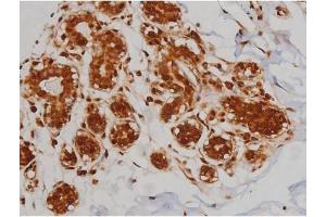 ABIN6267336 at 1/200 staining Human heart tissue sections by IHC-P. (IGF1R antibody  (pTyr1346))