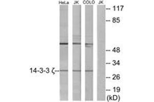 Western blot analysis of extracts from HeLa/Jurkat/COLO cells, using 14-3-3 zeta Antibody. (14-3-3 zeta antibody  (AA 51-100))