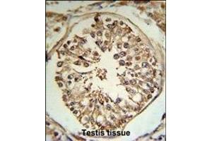 TRSS2 Antibody (N-term) (R) IHC analysis in formalin fixed and paraffin embedded human testis tissue followed by peroxidase conjugation of the secondary antibody and DAB staining. (TMPRSS2 antibody  (N-Term))