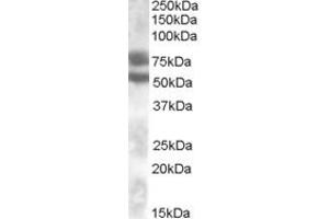 Western Blotting (WB) image for anti-Dachshund 1 (DACH1) (Internal Region) antibody (ABIN2464820) (DACH1 antibody  (Internal Region))