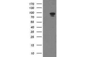 Image no. 2 for anti-Signal Transducer and Activator of Transcription 5A (STAT5A) antibody (ABIN1501191) (STAT5A antibody)