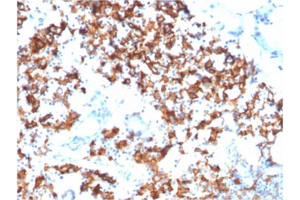 IL3RA antibody  (AA 26-171)