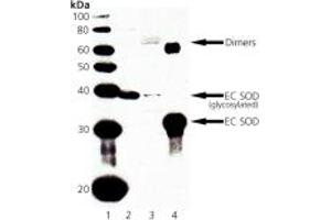 Western blot analysis of EC SOD: Lane 1: MW Marker, Lane 2: Rat Lung Tissue Extract, Lane 3: Mouse Lung Tissue Extract, Lane 4: Human EC SOD Protein. (SOD3 antibody)